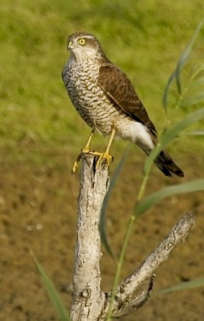 Sparrow Hawk